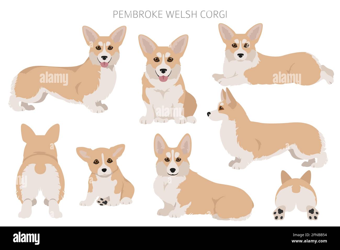 Welsh corgi pembroke clipart. Different poses, coat colors set.  Vector illustration Stock Vector