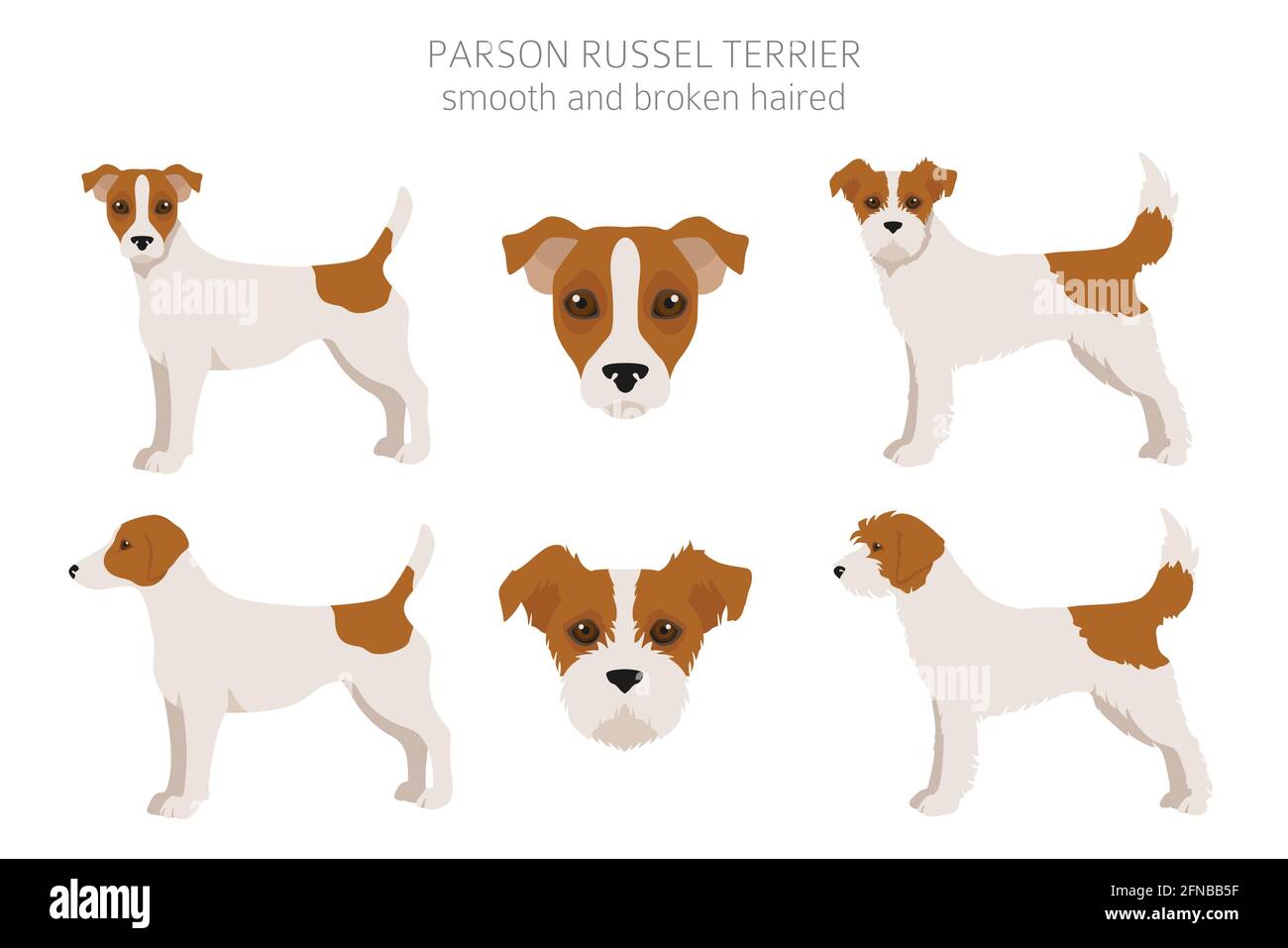 parson-russel-terrier-clipart-different-poses-coat-colors-set-vector