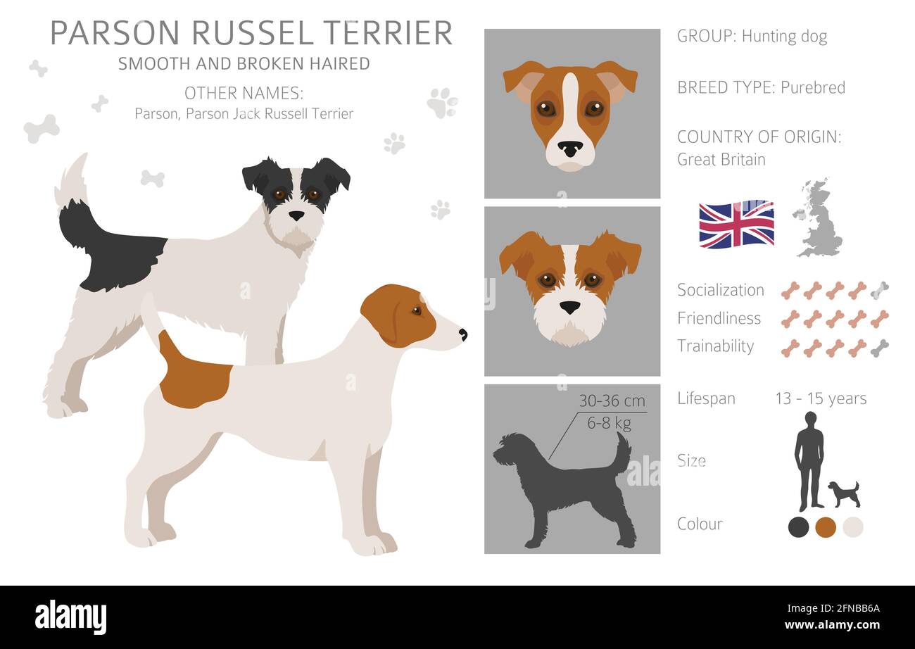 parson-russel-terrier-clipart-different-poses-coat-colors-set-vector