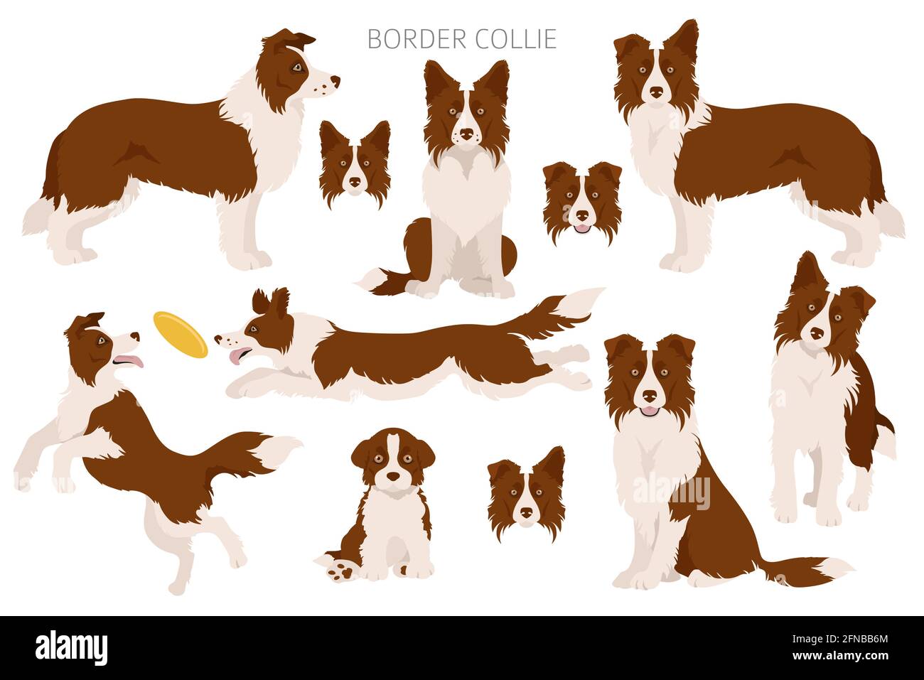 different border collie coats