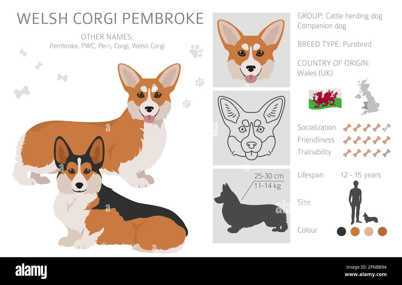 Welsh corgi pembroke clipart. Different poses, coat colors set.  Vector illustration Stock Vector