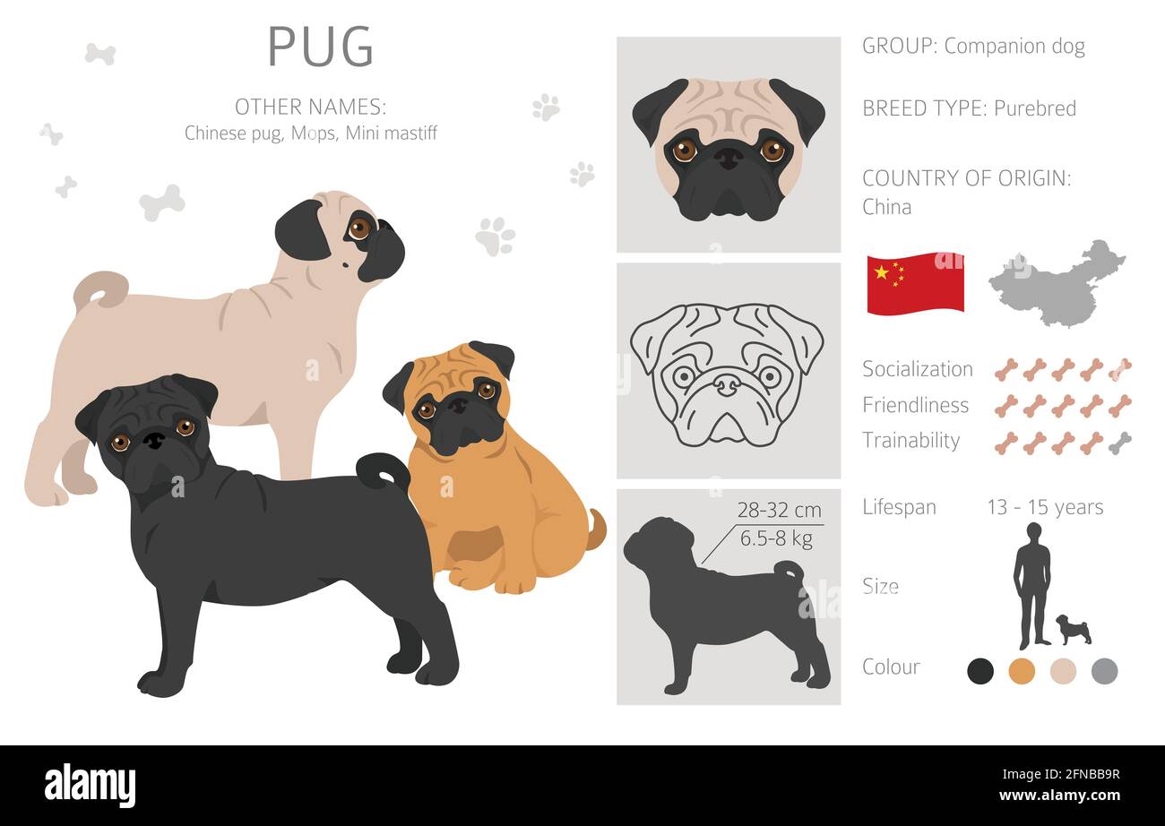 pug coat type