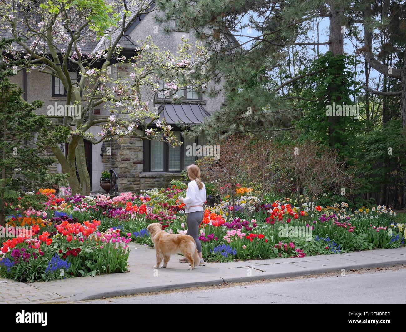A woman walking her dog pauses to admire a colorful spring garden Stock Photo
