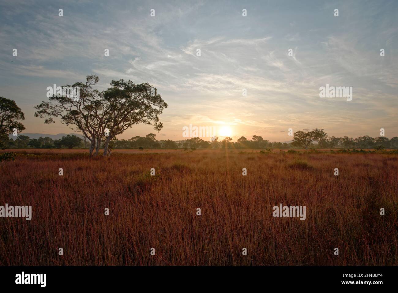 sunny color yellow grassy savanna safari landscape at sunrise wallpaper Stock Photo