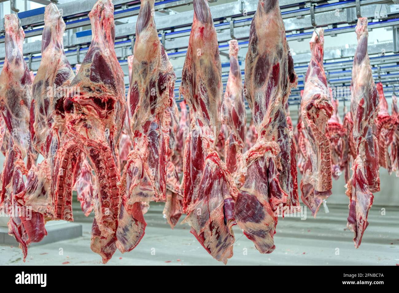 The beef carcasses are hanging in the large refrigerator. Stock Photo