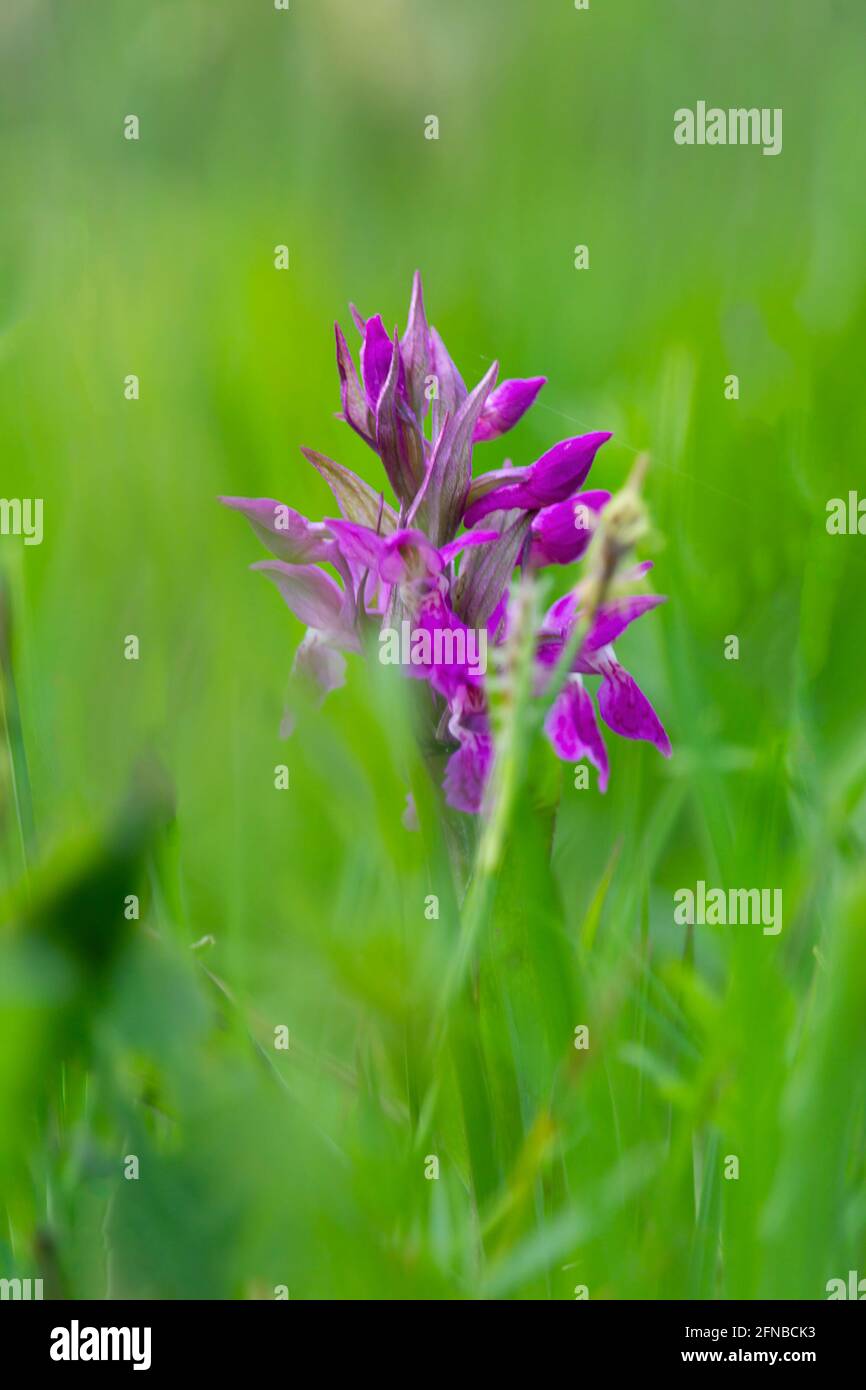 Western marsh orchid flower, Dactylorhiza majalis in grass. Czech republic Stock Photo