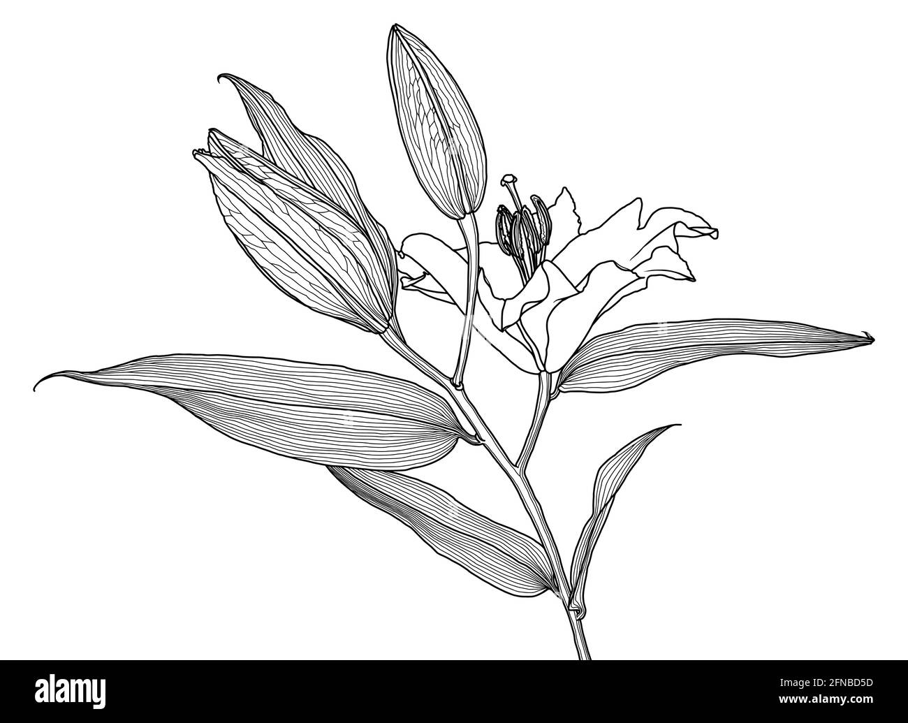 Realistic linear drawing of lily flower with leaves and buds, black graphics on white background, modern digital art. Element for design. Stock Vector