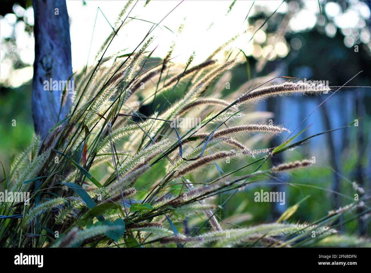 Tall wild grass roadside growing in in a vacant lot against the setting sun in the background Stock Photo