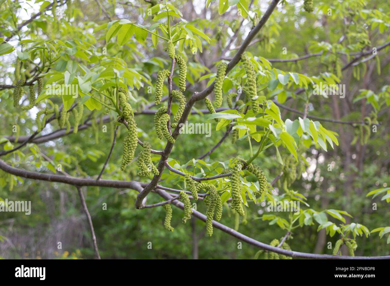 Beautiful walnut tree in bloom - green and elongated flowers on branches. Stock Photo