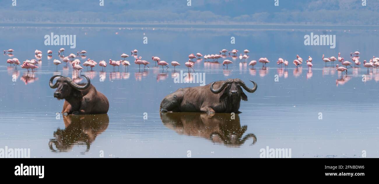 Two Cape Buffalos lying down in the water in front of Lesser Flamingos - The body of the buffalos is reflected in the water - Kenya, Lake Nakuru Stock Photo