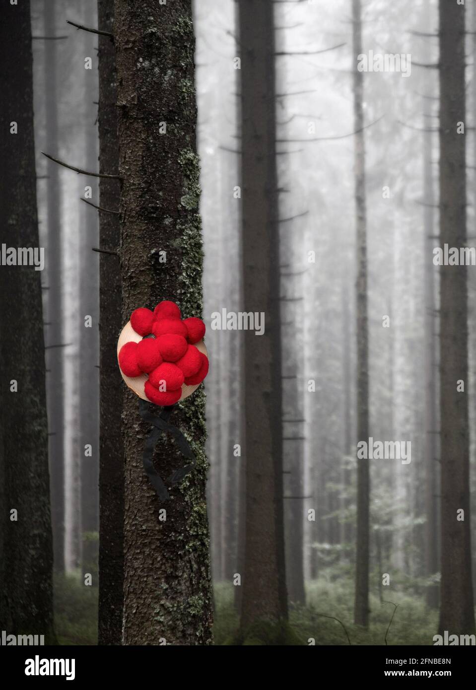 Black Forest bollen hat in the misty forest Stock Photo