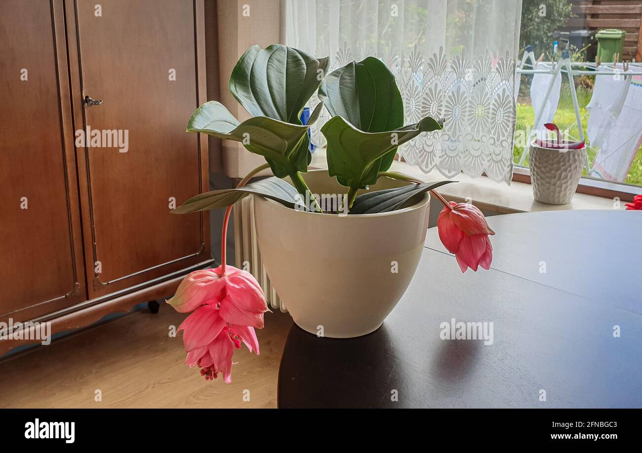 Medinilla plant with beautiful hanging pink flowers Stock Photo