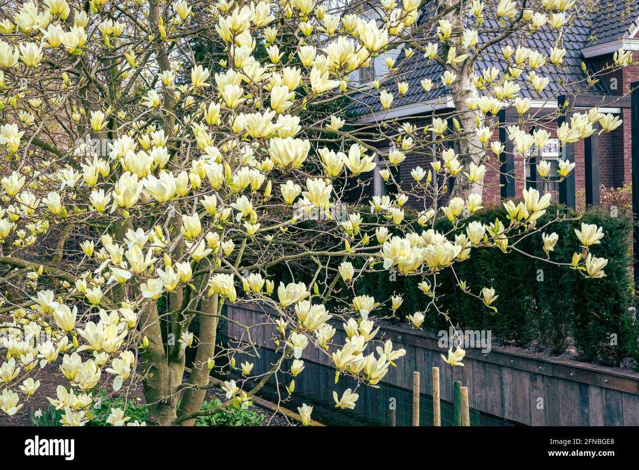 Creamy yellow colored flowers of a Magnolia tree, also known as tulip tree Stock Photo