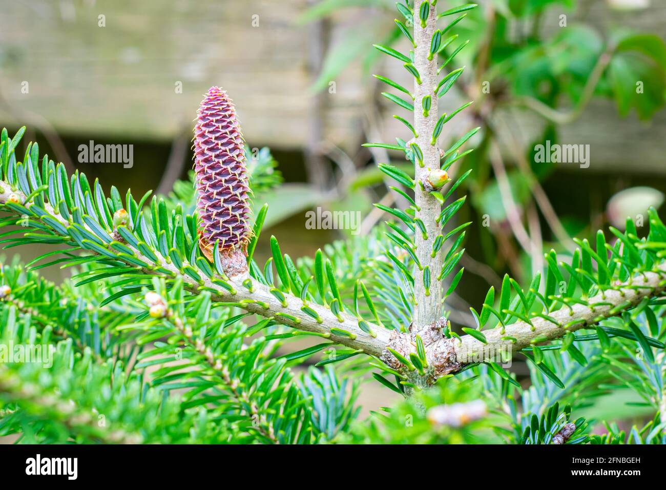 Small young purple cone of Korean fir (Abies koreana) in  a botanical garden Stock Photo