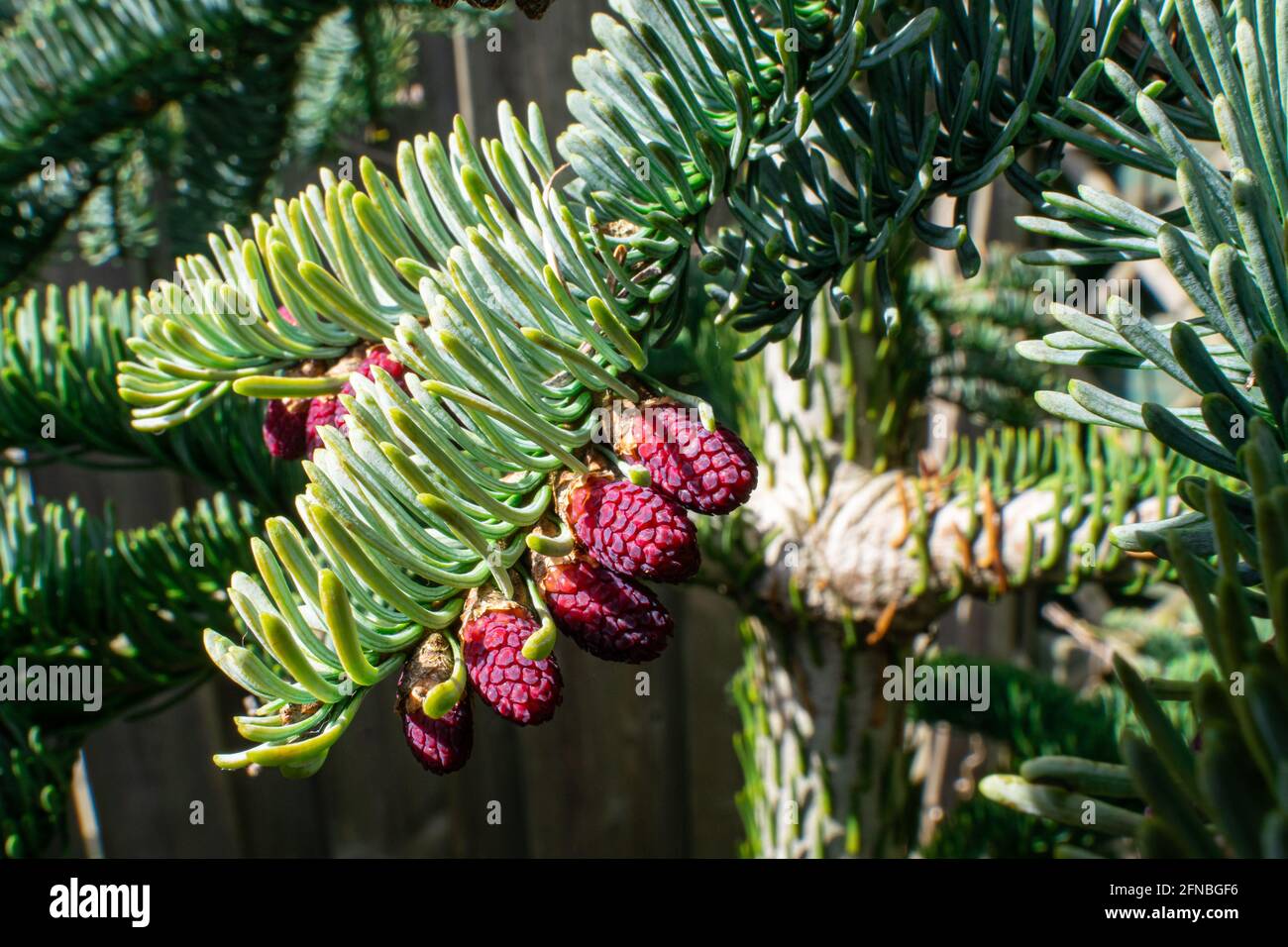 Red pollen on the branch of a noble fir (Abies procera) Stock Photo