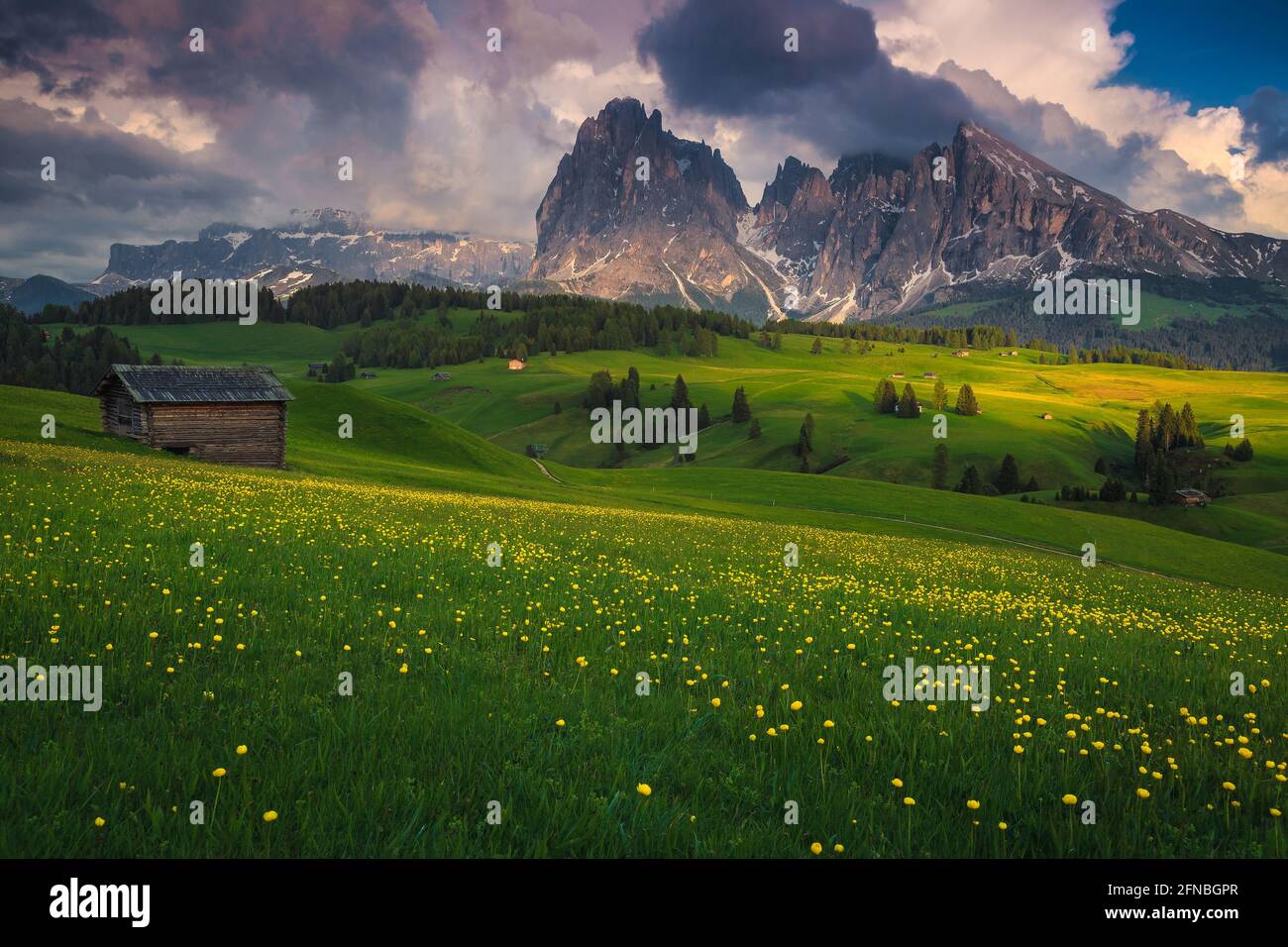 Breathtaking summer landscape with yellow globeflowers (trollius) on the green slopes and snowy mountains in background, Alpe di Siusi, Dolomites, Ita Stock Photo