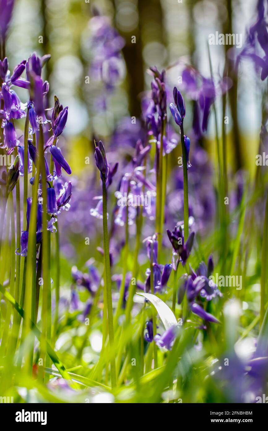 Blue bells up close Stock Photo