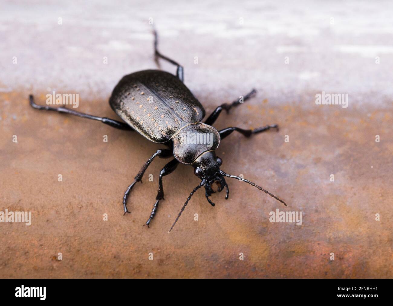 Close up of rare insect Calosoma Carabinae on iron red rusty background. Stock Photo