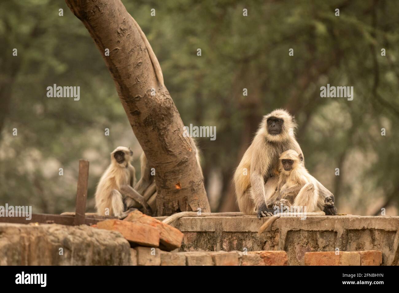 Gray or Hanuman langurs or indian langur or monkey mother with her baby at ranthambore national park or tiger reserve rajasthan india - Semnopithecus Stock Photo