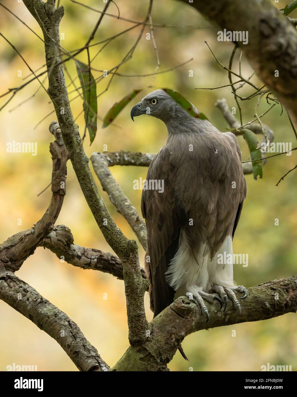 Lesser Fish Eagle or Haliaeetus humilis portrait perched in natural green background at dhikala zone of jim corbett national park or tiger reserve utt Stock Photo
