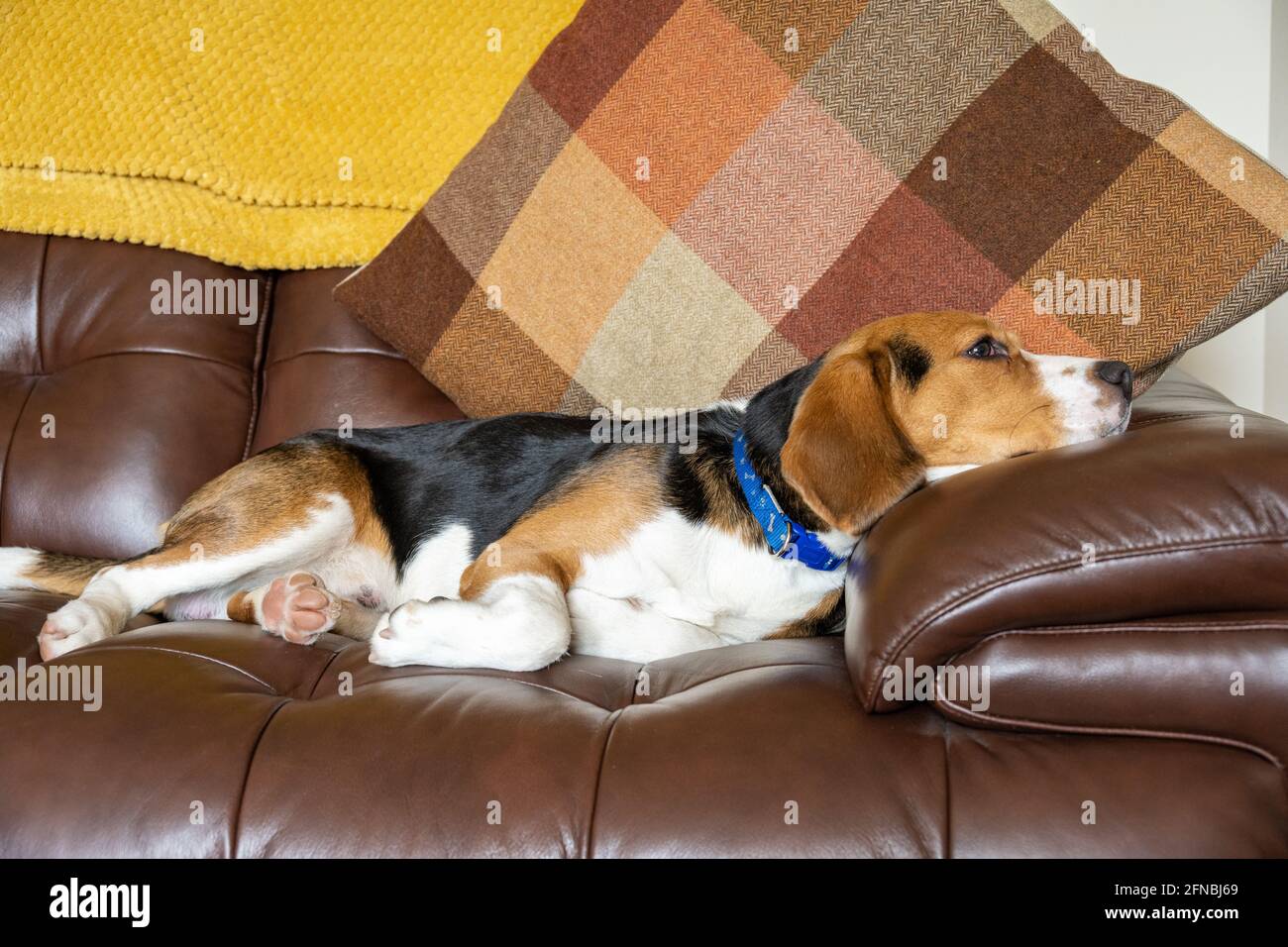 A single tricolour Beagle in a domestic indoor home setting. Stock Photo