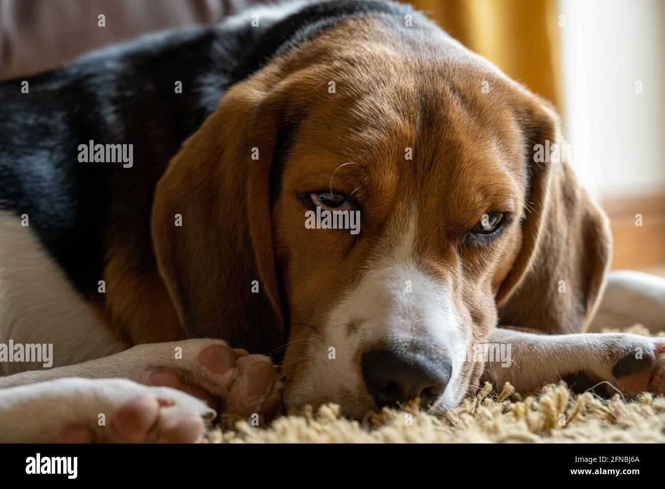 A single tricolour Beagle in a domestic indoor home setting. Stock Photo