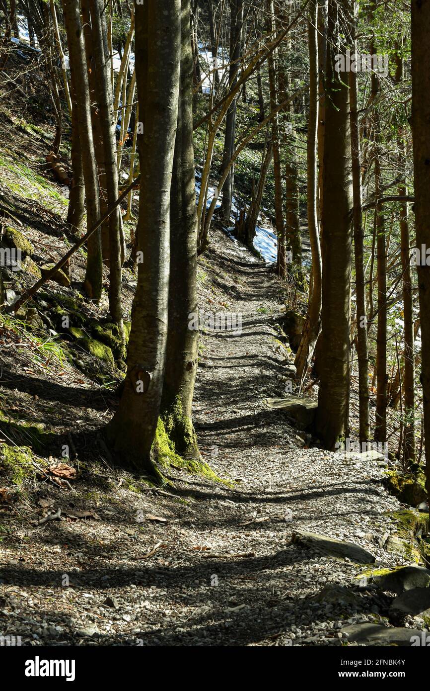 Footpath tree hi-res stock photography and images - Alamy