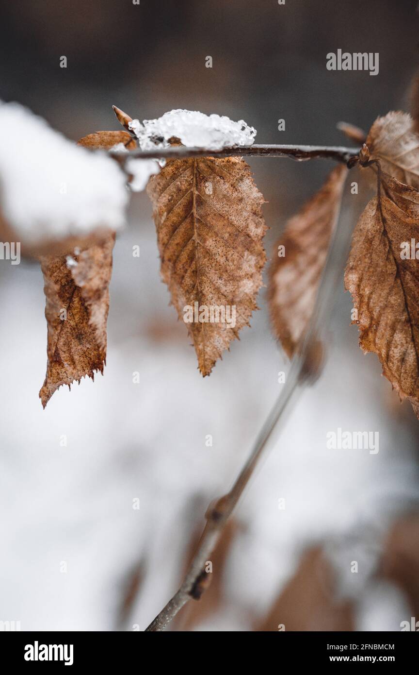 Closeup macro of autumn leaves covered in snow, nature Stock Photo - Alamy
