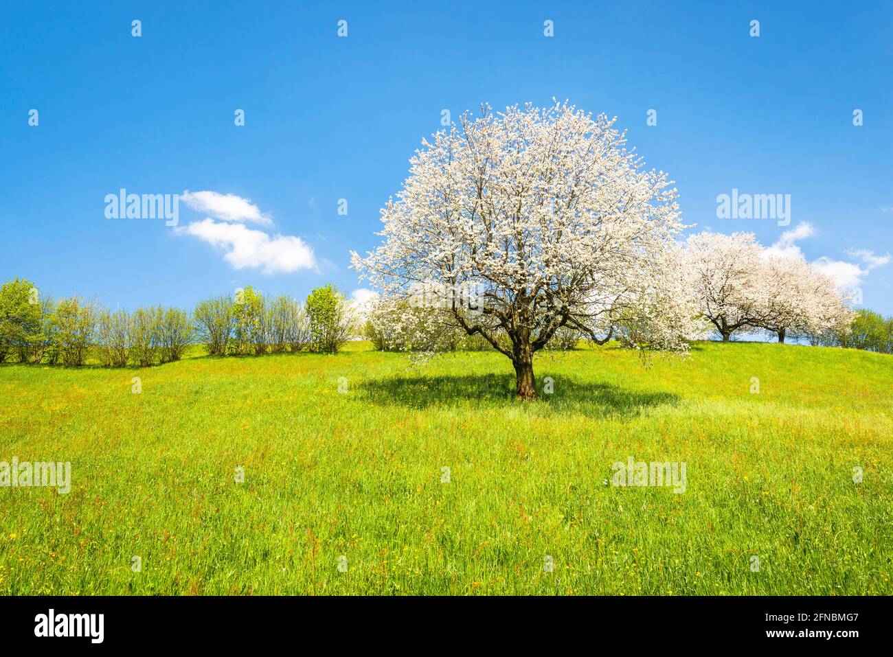 Fruit tree in white bloom. Cherry flowers. Alps meadow with wild flowers and lush spring grass. Bright clear spring sky in the month of May. Great atm Stock Photo