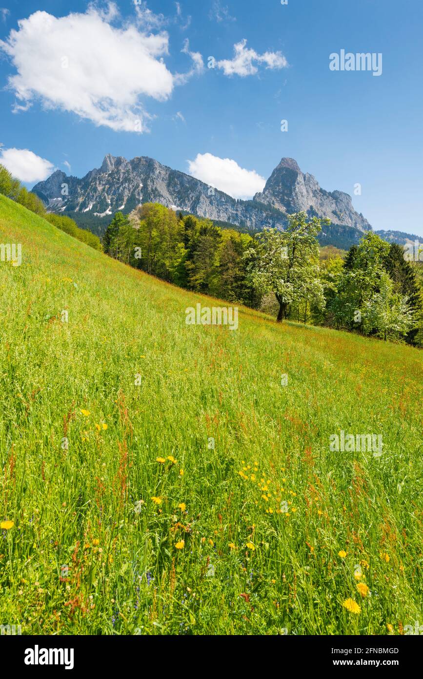 Landscape in the alps in springtime with green grass hi-res stock ...