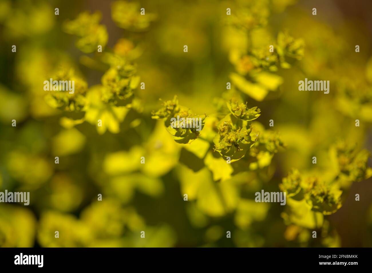 Flora of Gran Canaria -  Euphorbia segetalis, bright yellow-green spurge, floral background Stock Photo