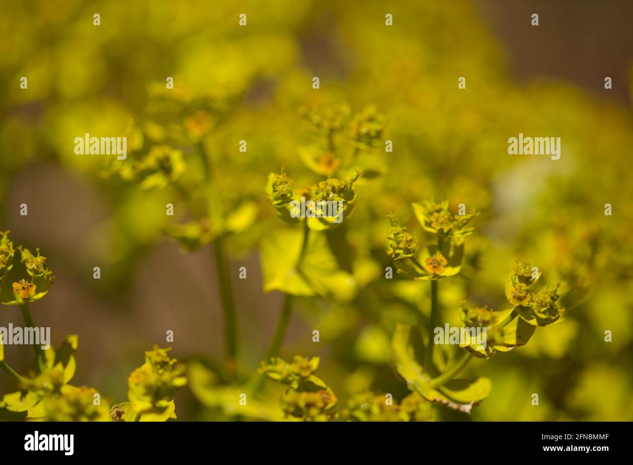 Flora of Gran Canaria -  Euphorbia segetalis, bright yellow-green spurge, floral background Stock Photo