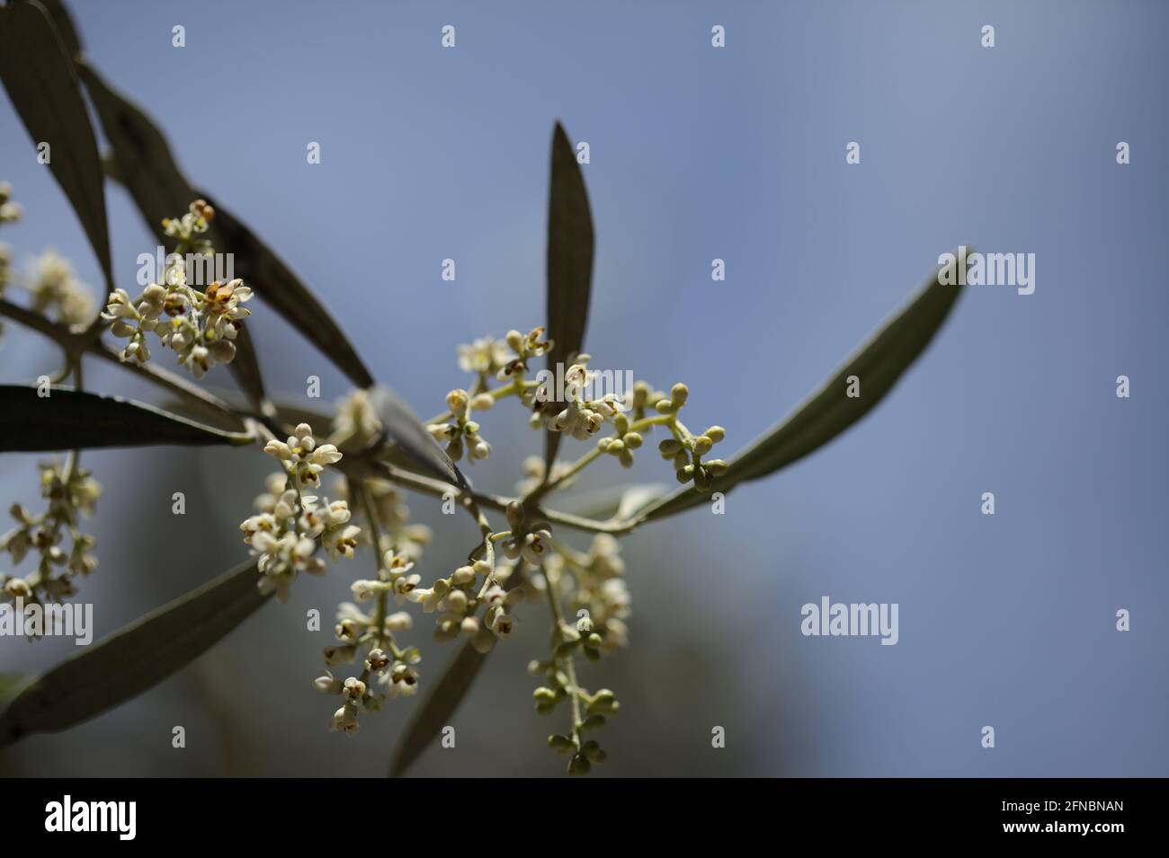 Flora of Gran Canaria -  flowering Olea cerasiformis, olive species endemic to Canary Islands,  natural macro floral background Stock Photo