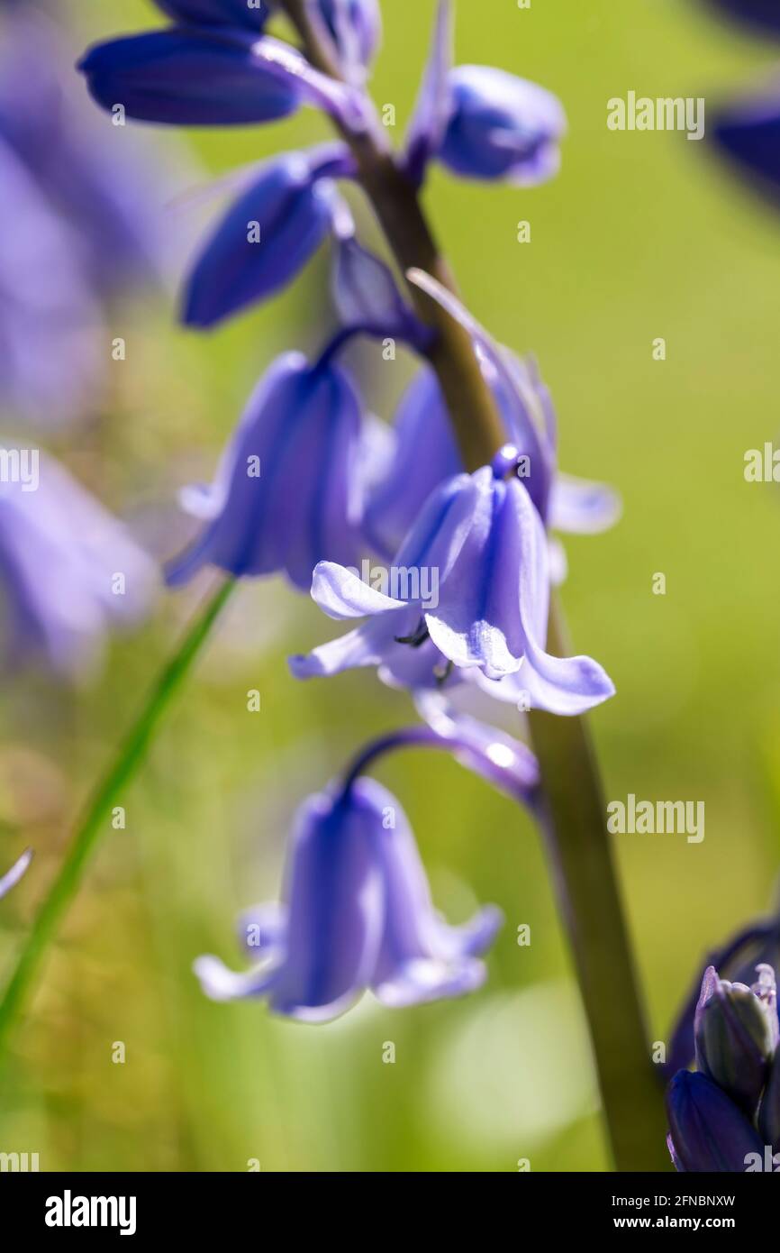 A portrait of a wild hyacinth, also known as a common bluebell flower. The latin name of the plant is hyacinthoides non-scripta and is a bulbous peren Stock Photo