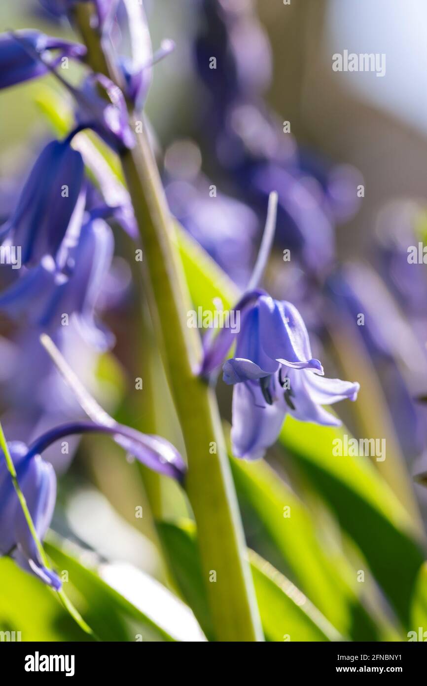 A portrait of a wild hyacinth, also known as a common bluebell flower. The latin name of the plant is hyacinthoides non-scripta and is a bulbous peren Stock Photo