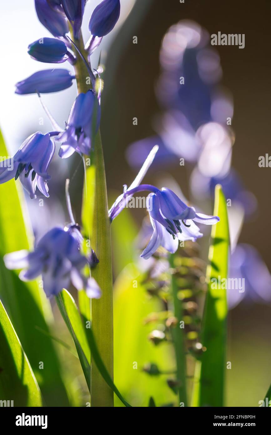 A portrait of a wild hyacinth in a garden, also known as a common bluebell flower. The latin name of the plant is hyacinthoides non-scripta and is a b Stock Photo
