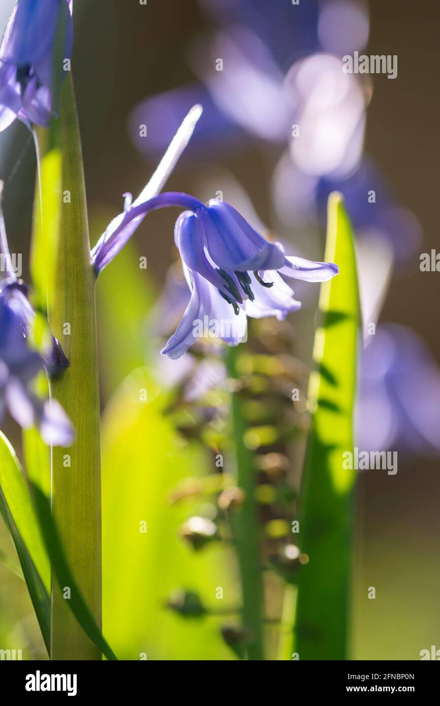 A close up portrait of a wild hyacinth in a garden, also known as a common bluebell flower. The latin name of the plant is hyacinthoides non-scripta a Stock Photo