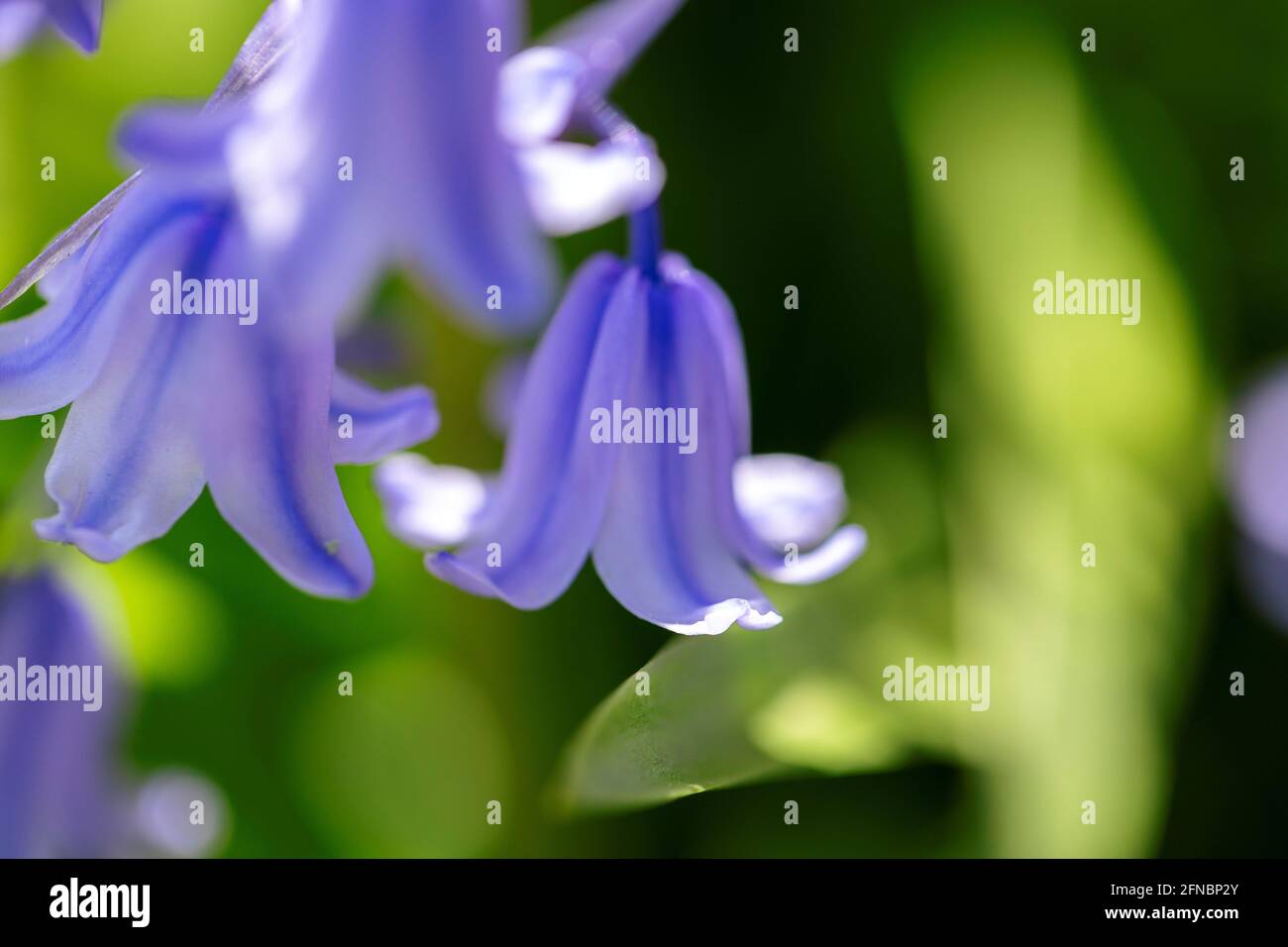 A portrait of a wild hyacinth, also known as a common bluebell flower, in a garden. The latin name of the plant is hyacinthoides non-scripta and is a Stock Photo