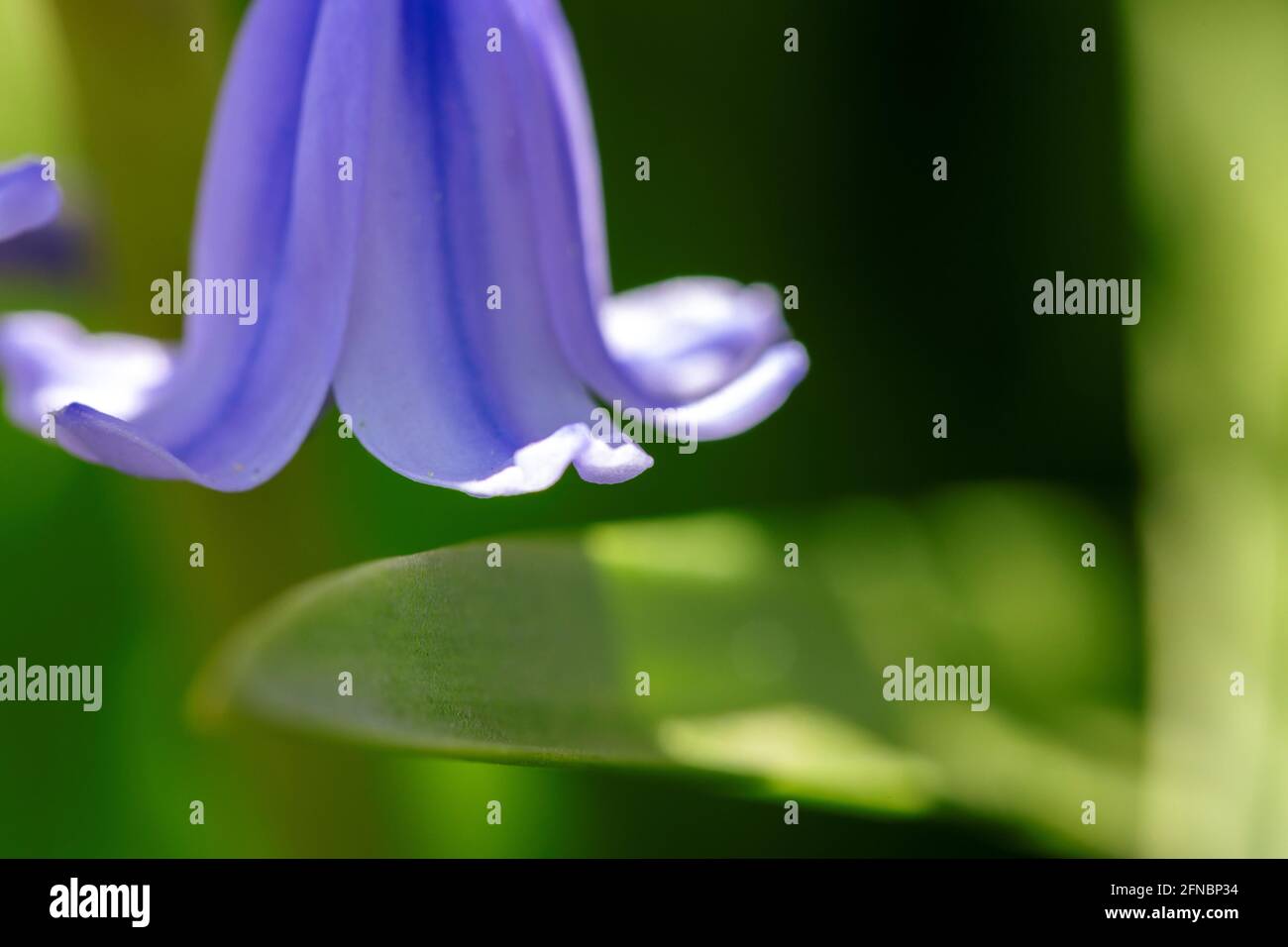 A portrait of a petal of a wild hyacinth, also known as a common bluebell flower, in a garden. The latin name of the plant is hyacinthoides non-script Stock Photo