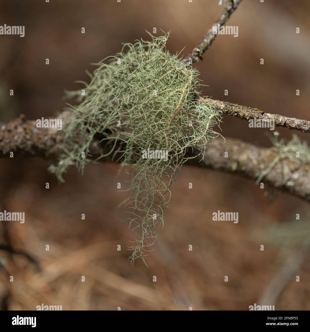 Abandoned garden in humid area, tree lichen-covered trunk, natural macro floral background Stock Photo