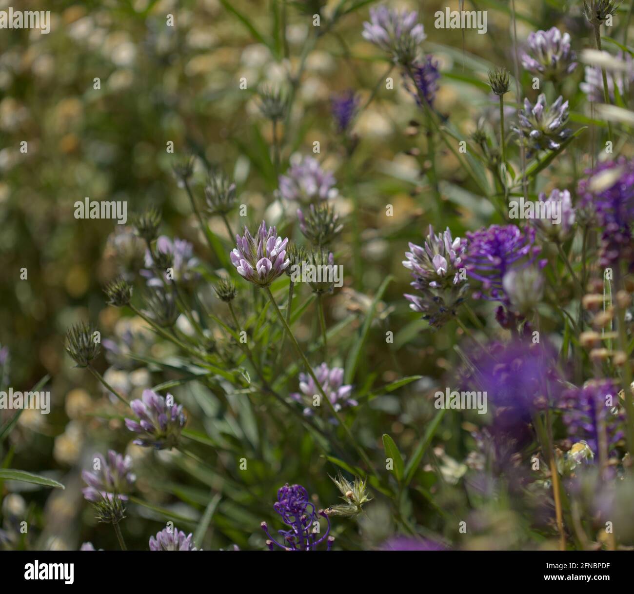 Flora of Gran Canaria - Bituminaria bituminosa, plant with potential use for phytostabilization of heavy metal contaminated or degraded soils natura Stock Photo