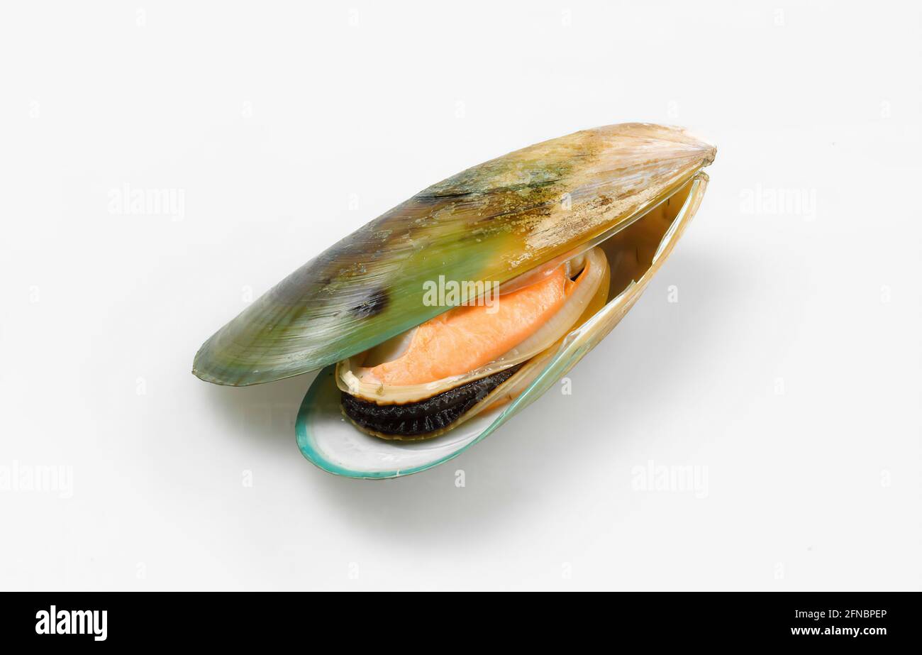 Perna canaliculus hi-res stock photography and images - Alamy