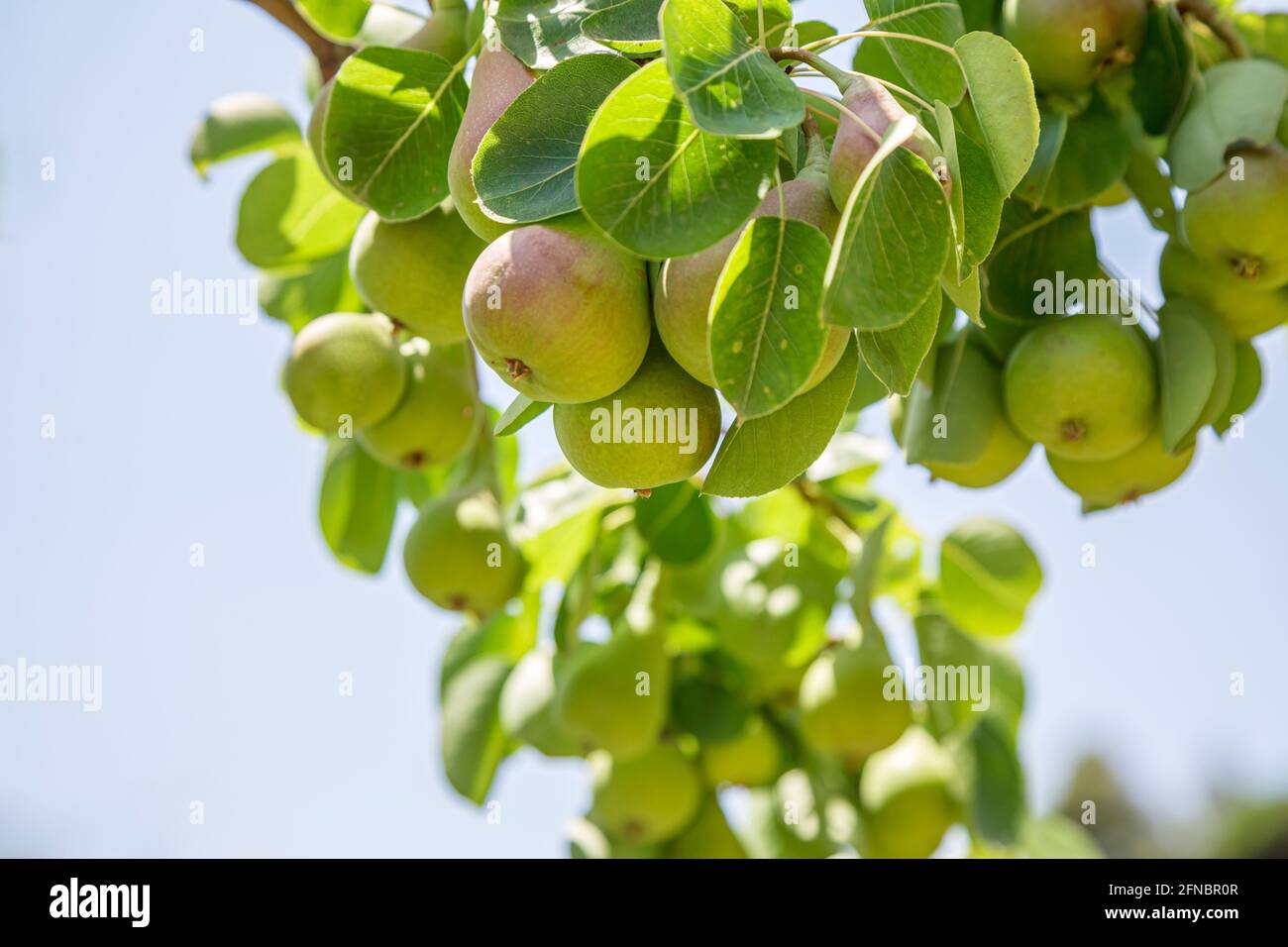 Pear organic tree field hi-res stock photography and images - Alamy