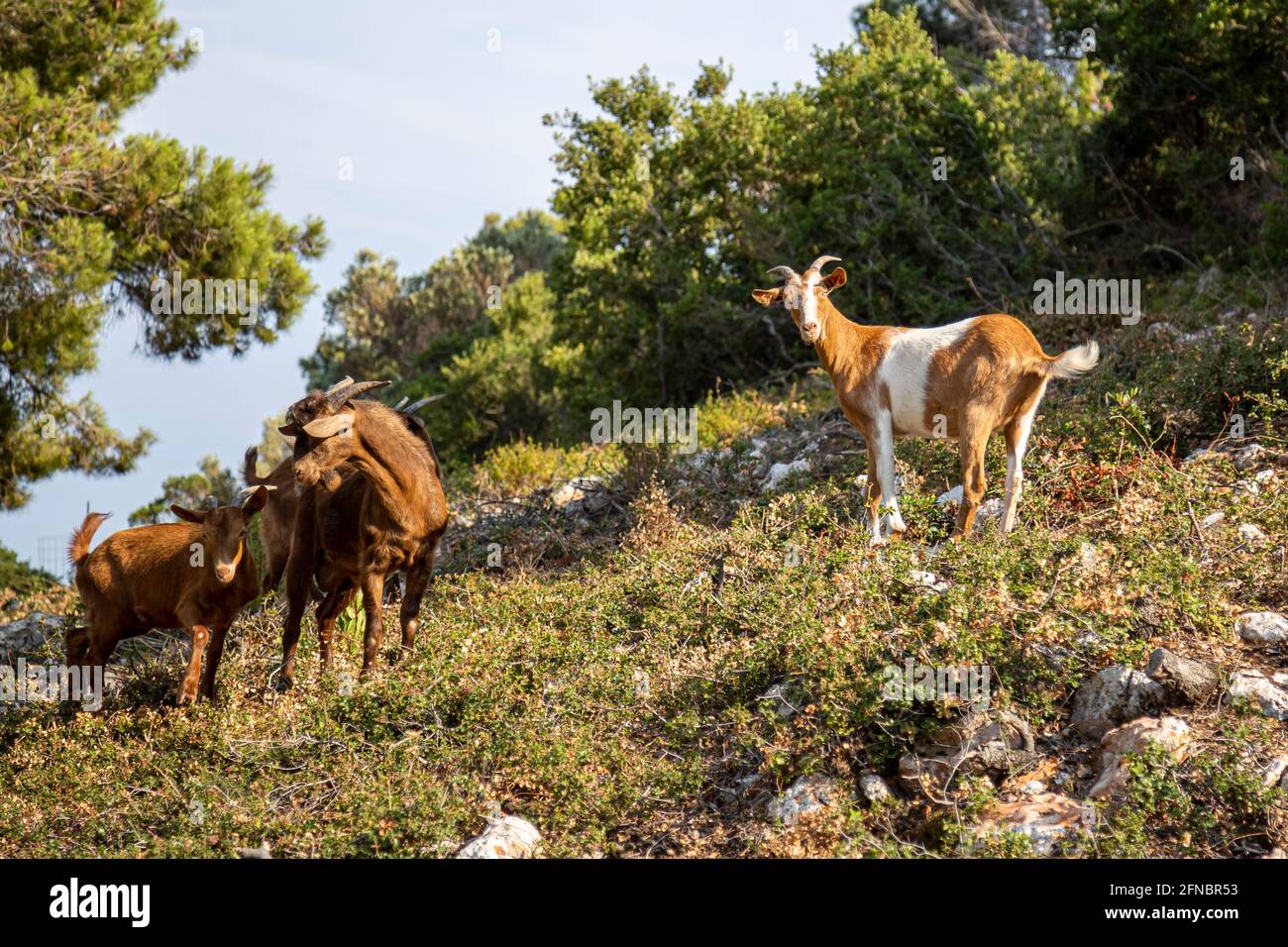 Small herd of goats standing on a hill, looking into camera at sunset on a Greece island. Stock Photo