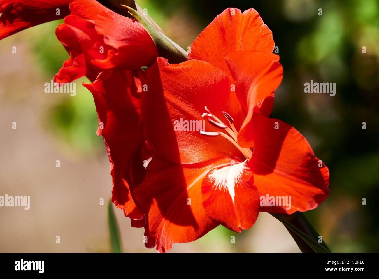 Common gladiolus (Gladiolus communis), Iridaceae Stock Photo