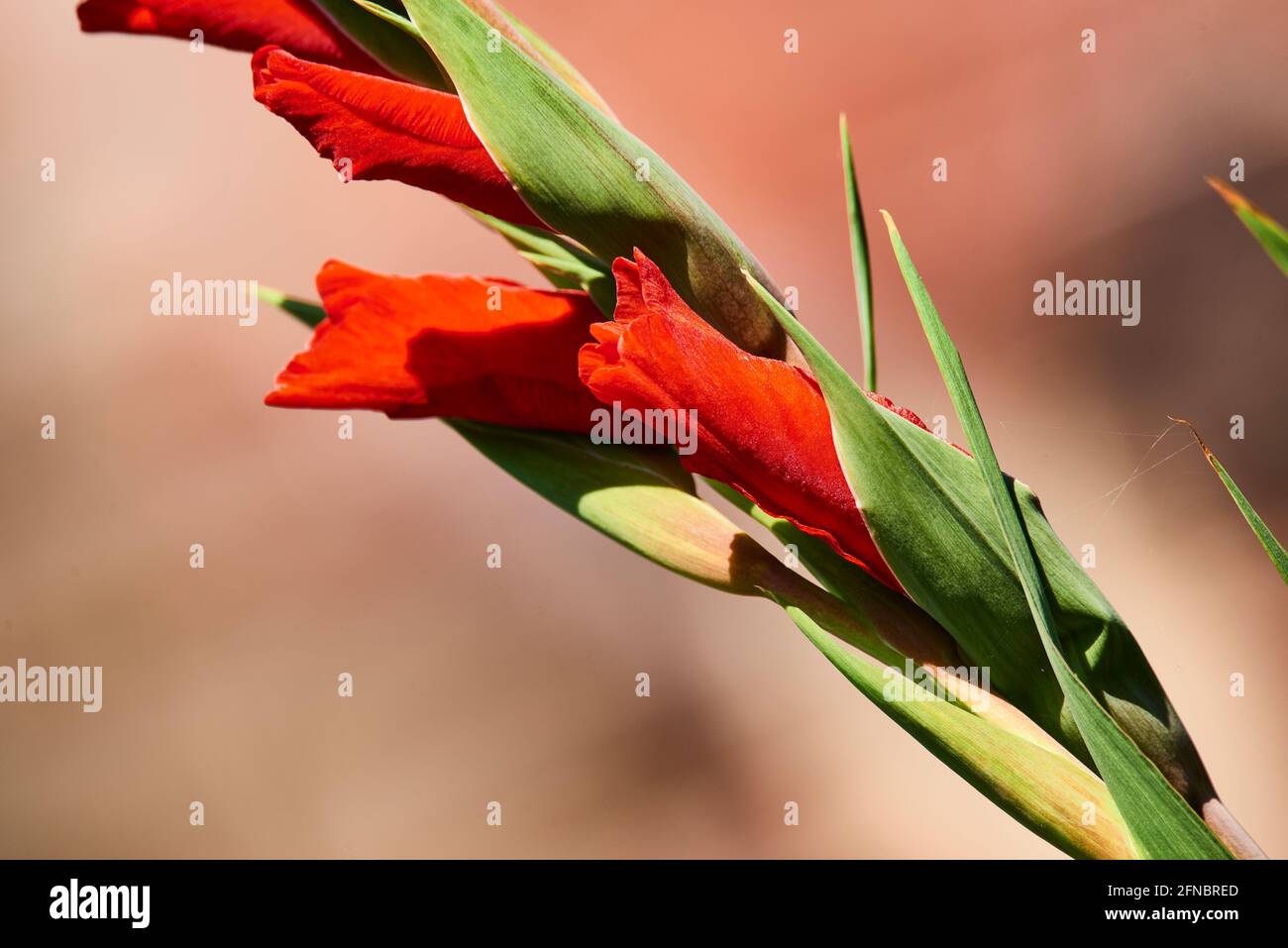 Common gladiolus (Gladiolus communis), Iridaceae Stock Photo