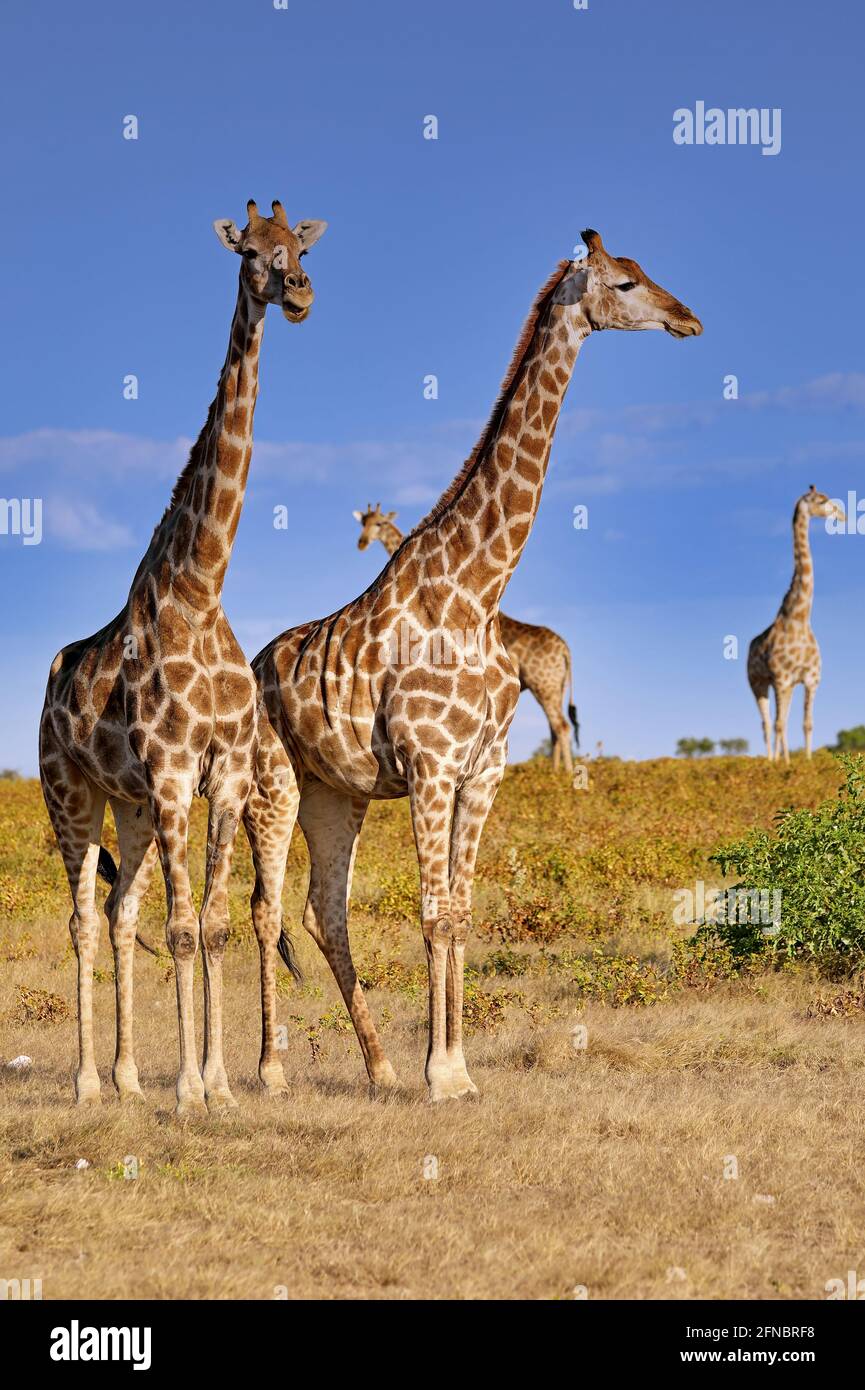 giraffes, Etosha National Park, Namibia, (Giraffa camelopardalis) Stock Photo