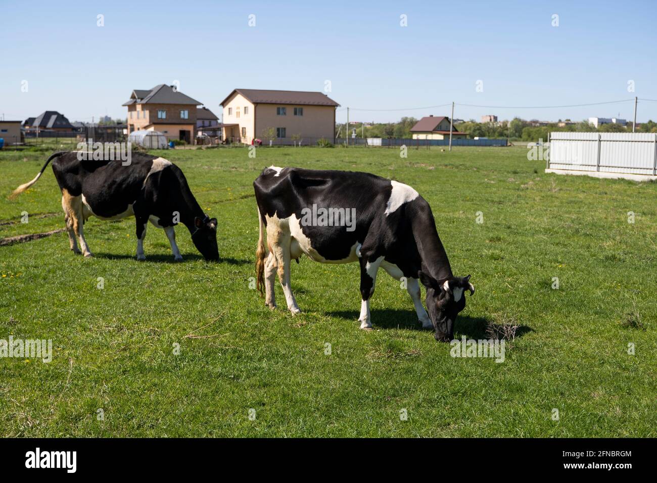 Two black and white cow on a summer pasture eats a grass Stock Photo ...