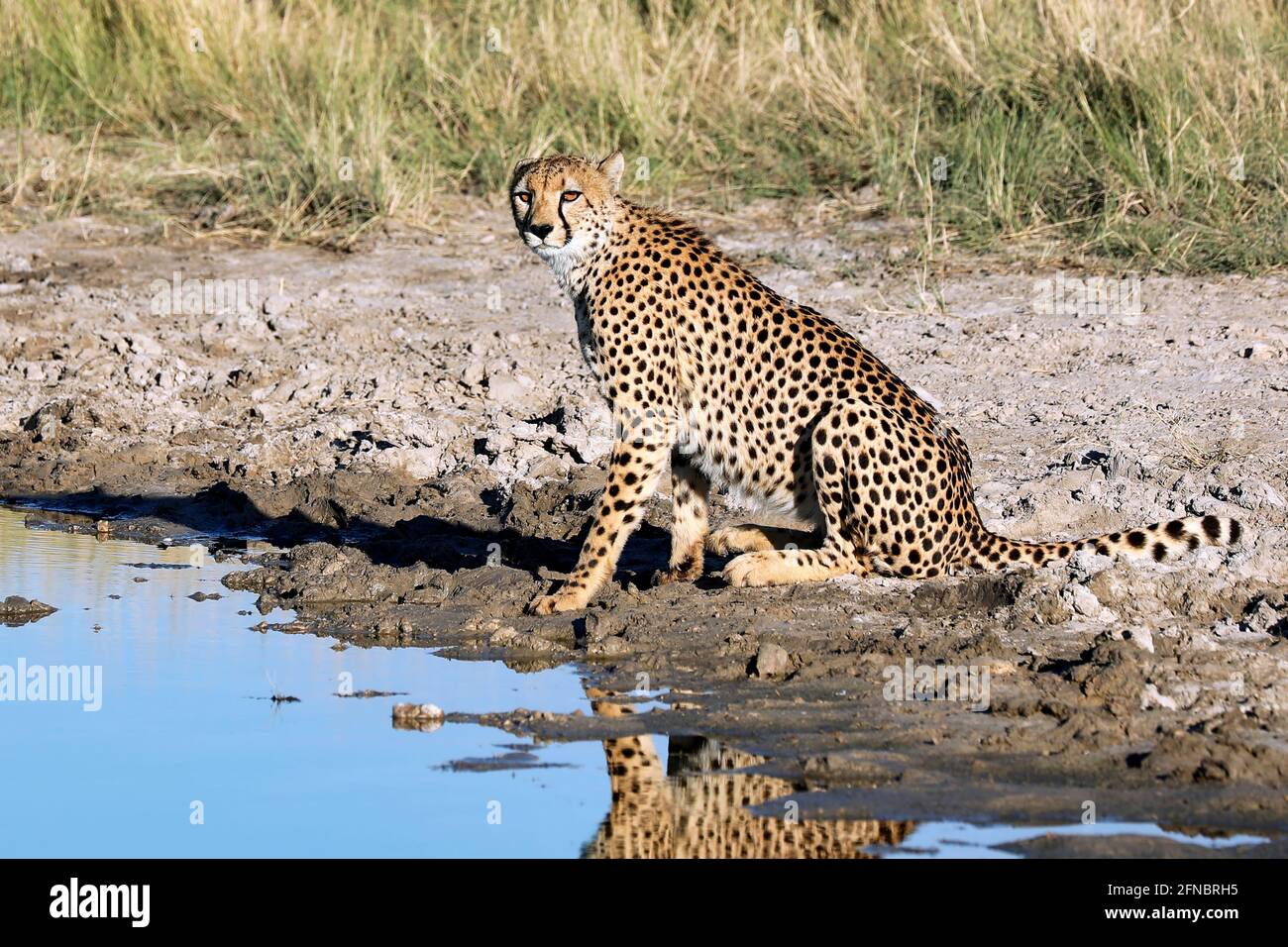 cheetah at Etosha National Park, Namibia, Acinonyx jubatus Stock Photo
