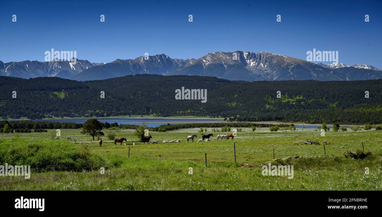 Horses, Capcir meadows and valley in spring, Lake Matemale and, in the background, the Cambredase peak (Pyrénées Orientales, Occitanie, France) Stock Photo